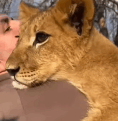 T1508035 Abandoned Cub Finds New Family in the Heart of Africa You Won part2