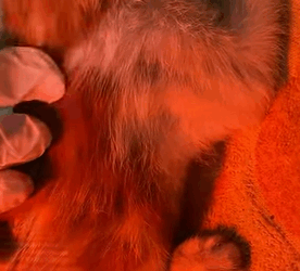 T1808011 The girl rescue a kitten on the road rescue part2