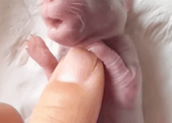 T2108027 I saw a tiny thing in my garden and then rescue animals fyp rabbit part2