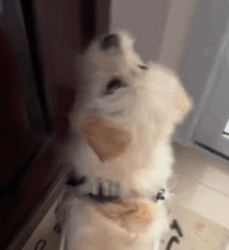 T1508055 Rescue stray dogs rescue cute love helpanimals straydog dog part2