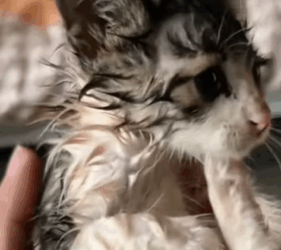 T0209086 On stormy afternoon found cat by the roadside and then rescue part2