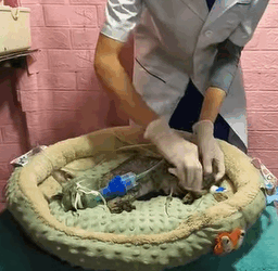 T1808009 A cat was abandoned for many days and then discovered and rescued part2