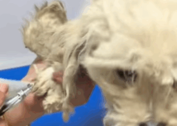 T2108034 saw puppy standing in the middle of road and then rescue animal part2