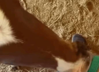 T0209081 We found a horse that had accidentally fallen into a valley and the part2