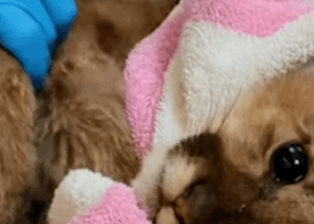 T1508066 kind hearted family rescued this injured cougar cub in the wild part2