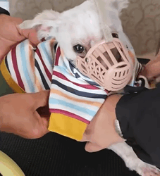 T2108032 I met a little abandoned puppy on the road rescue animals fyp puppy part2