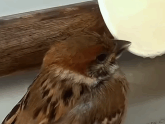 T0209085 I found a sparrow lying on the roadside barely alive and then rescue part2