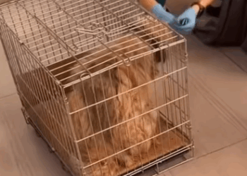 T1508056 Rescue stray dogs rescue cute love helpanimals straydog dog part2