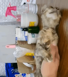 T1808016 Rescue cat family rescue rescueanimals part2