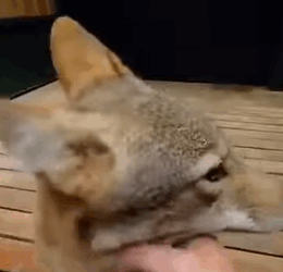 T2108005 This family found weak coyote wandering on the road and then part2