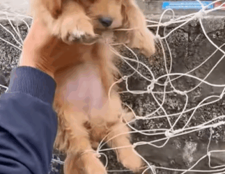 T0209074 Rescue puppy on the road rescue rescued part2