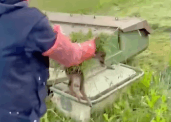 T1508039 farmer saved poor baby deer and then part2