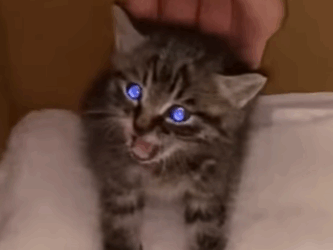 T2108033 I saw a little kitten on the way and then rescue animals fyp kitten part2