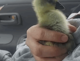 T0209069 My brave dog saved a gosling rescue rescueanimals goose gosling part2