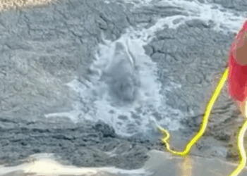 T1508038 From Filthy to Forever Home Puppy Rescued from a Sewage Nightmare part2