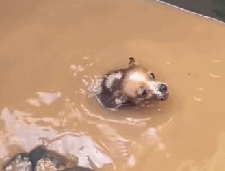 T1808018 Rescue the dog and then rescue rescuedog rescueanimals rescue part2