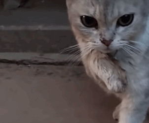 T0209057 cat catsoftiktok poorcat part2