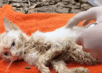 T1508065 Rescue family of cats animal animalsoftiktok rescueanimals part2