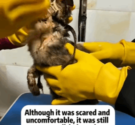 T0209030 Rescue cat rescue animals adoptdontshop petlover cat part2