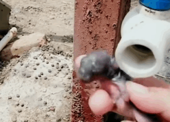 T0608045 Found an abandoned baby bunny in the car while farming rushed it part2