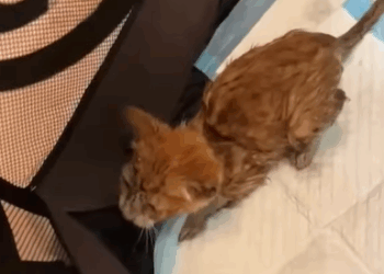 T2108018 Rescue an abandoned kitty on rainy day and then rescue fyp animal part2