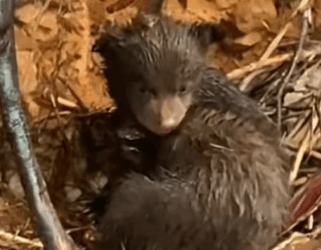 T0209078 bear babybear bearsoftiktok animal animalsoftiktok part2