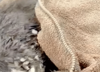 T1508037 Rescued What He Thought Was a Puppy It Turned Into a giant black part2