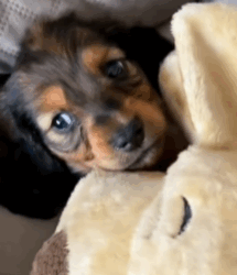 T1808021 Rescue an abandoned dog on the road rescue animals animalsoftiktok part2