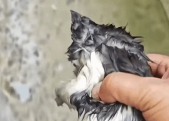 T0209083 heard kitten cries for help from roadside sewer and then part2