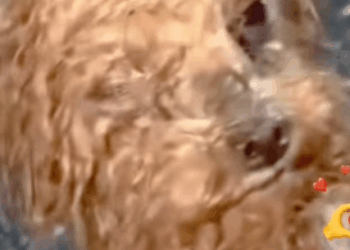 T1508032 Man rescues poor orphaned puppy from rainstorm and then rescue part2