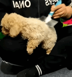 T1808022 Rescue puppy on the road rescue rescueanimals animals animalsof part2