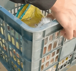 T2108011 Rescue kittens abandoned and thrown away by evil people part2