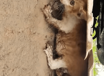 T0209073 Rescue kitten rescue rescueanimals rescueca part2