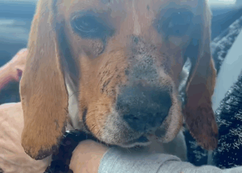 T1508069 A man rescues a beagle from the jaws of a ferocious shark part2