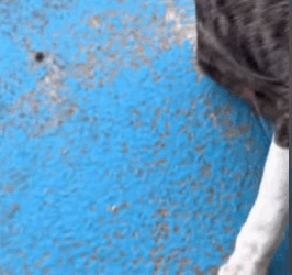 T1808008 dog dogsoftiktok poordog rescuedog part2