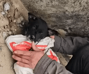 T0209075 Rescue puppy on the road rescue rescuean part2