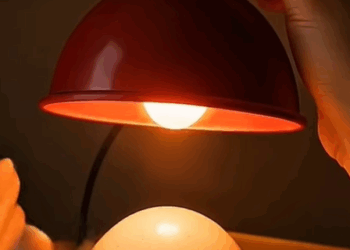 T1508042 Rescue and adopt an African ostrich chick rescue save adoption part2