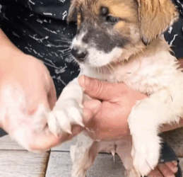 T1808015 Rescue a puppy on the road part2