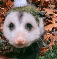 T2108035 Man found a lost baby opossum in his garden and adopted it with love part2