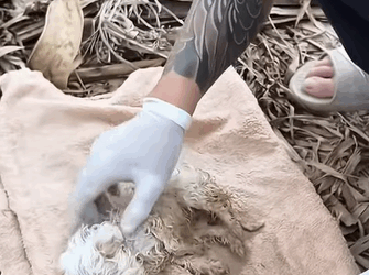 T1508061 Rescue a puppy animal animalsoftiktok rescueanimals rescue puppy part2