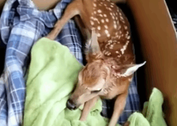 T1808024 It great deer was saved rescue rescueanimals animals animalso part2