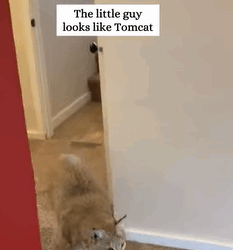 T2108026 Rescue bobcat who stepped in trap and then rescue fyp animals part2