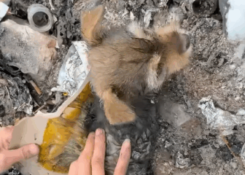 T1508062 Rescue puppy animal animalsoftiktok rescueanimals rescue part2