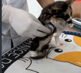T1808019 Rescue a kitten rescue animals animalsoftiktok rescuecat cat part2