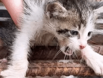 T0209076 Rescue kitten on the road part2