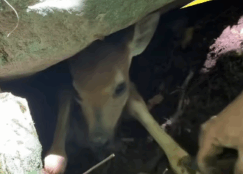 T1508033 Couple Saves Trapped Fawn Then It Follows Them Home But That Not part2