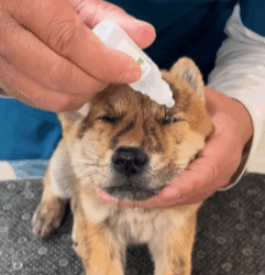 T1808012 Rescue dog rescue rescueanimals rescuedog dog part2