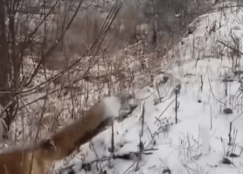 T0209082 On a snowy day I found a fox on the road behind the mountain part2