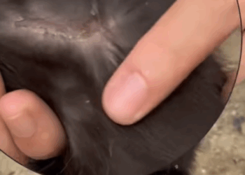 T1508067 I found an abandoned cat on the highway kitten cat rescue save part2