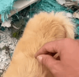 T1808013 Rescue the puppy in the landfill rescue part2